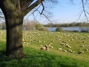 Landschaftsschutzgebiet Rhein, Rheinauen und Uferbereiche von Flittard bis Rodenkirchen