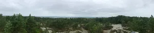 Björnerödspiggen