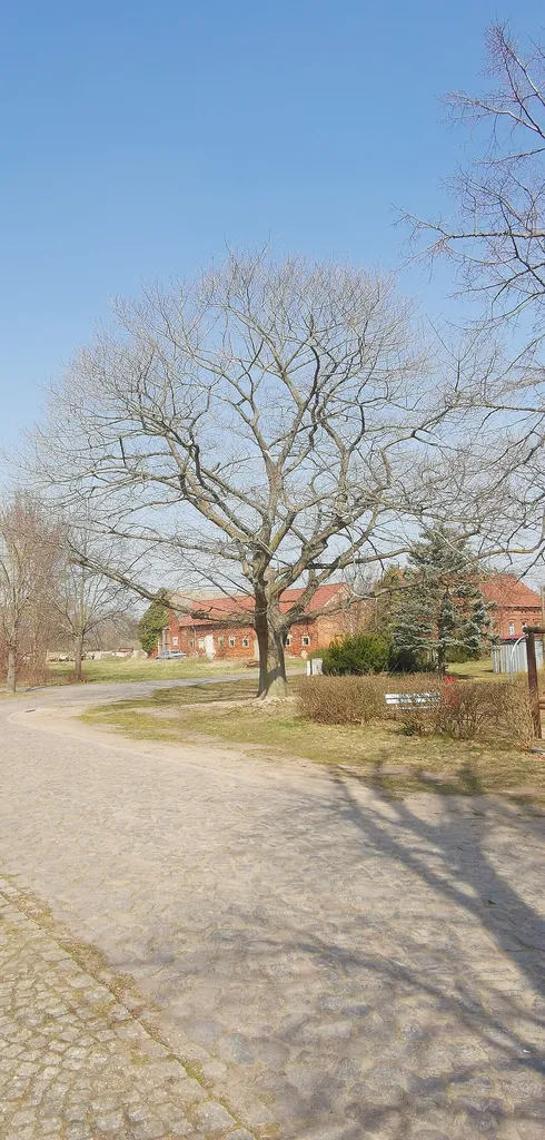 Naturdenkmal Stieleiche am Spielplatz Frauenhorst