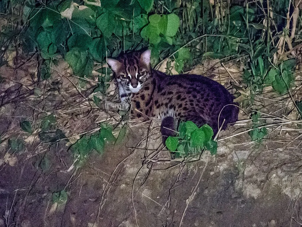 Tabin Wildlife Reserve