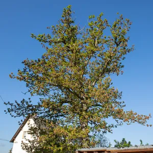 Flaum-Eiche Wechselburg