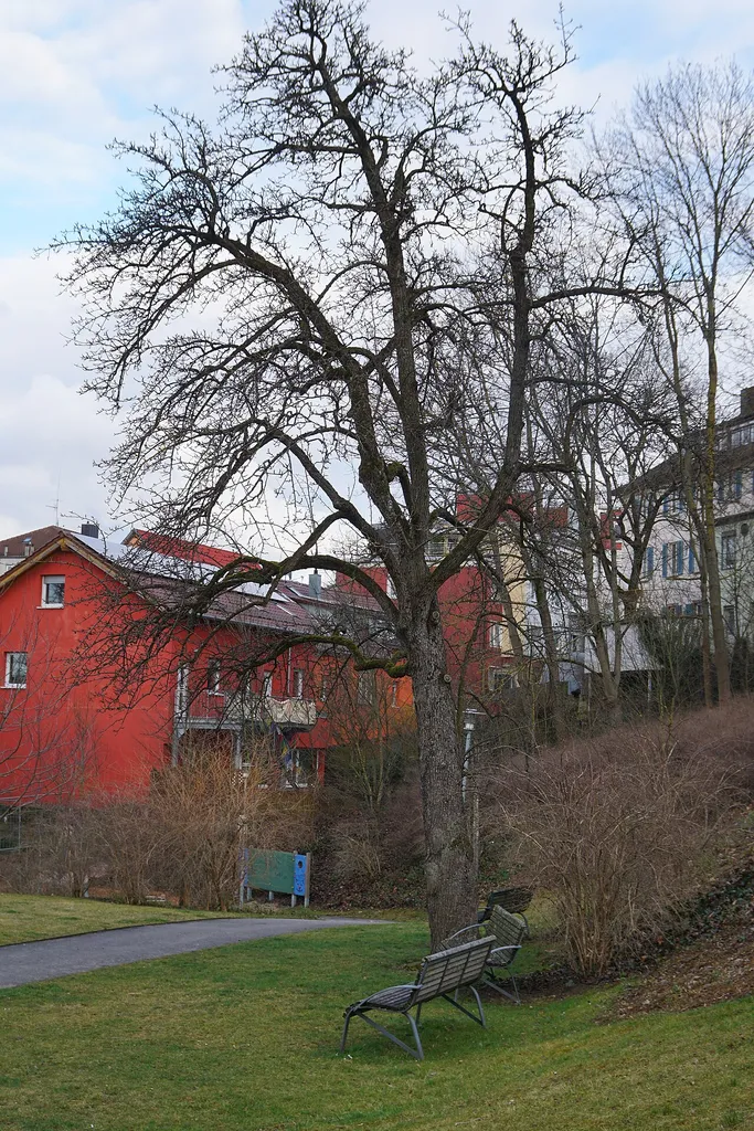 2 Birnbäume im Kirchengemeindegarten, Naturdenkmal in Böblingen unter der ID 81150030007