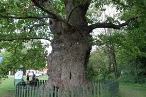 Bażyński Oak