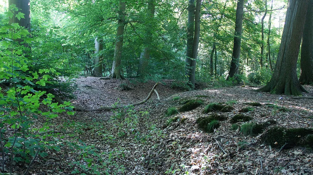 Harpstedter Niederungsburg. Gut erkennbar links der Wall, Burggraben und rechts das Plateau.