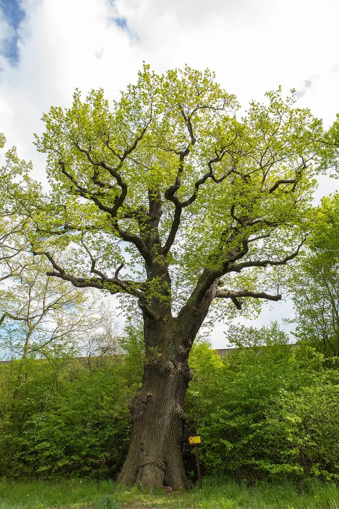 Stiel Eiche Schilfteich Frankenberg