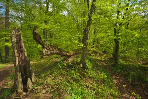 Svrčov Castle