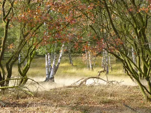 Tillenberge