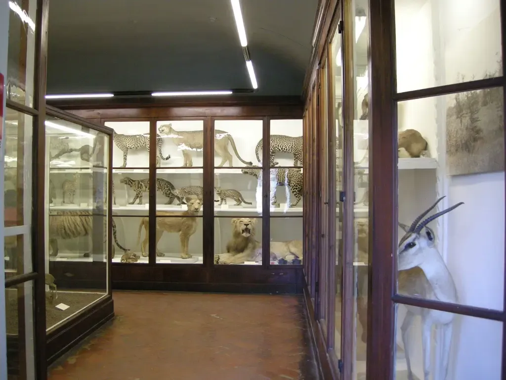 Università di Firenze Museo Zoologico "La Specola"