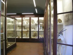 Università di Firenze Museo Zoologico "La Specola"