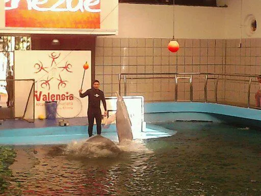 Las dos Toninas restantes en el Acuario de Valencia, Venezuela.