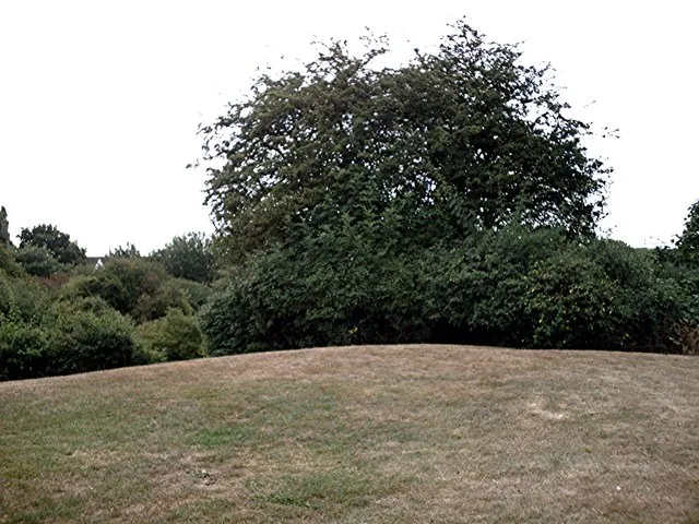 Rayleigh Castle - Top of the motte