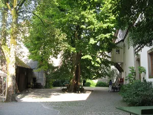 1 Sommerlinde "Sommerlinde auf der Tannenburg"