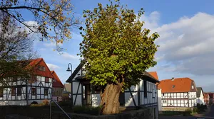 Dorflinde in Frankenhain