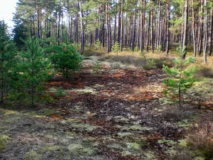 Nürnberger Reichswald