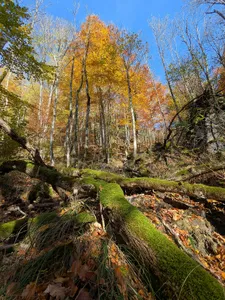 Schluchtwälder der Steyr- und Ennstaler Voralpen