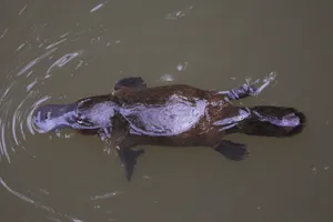 Amamoor National Park