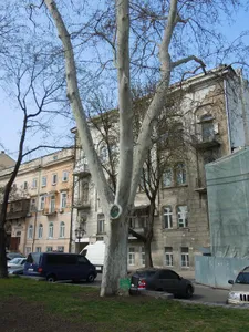 London Plane near the Odesa Opera (2)