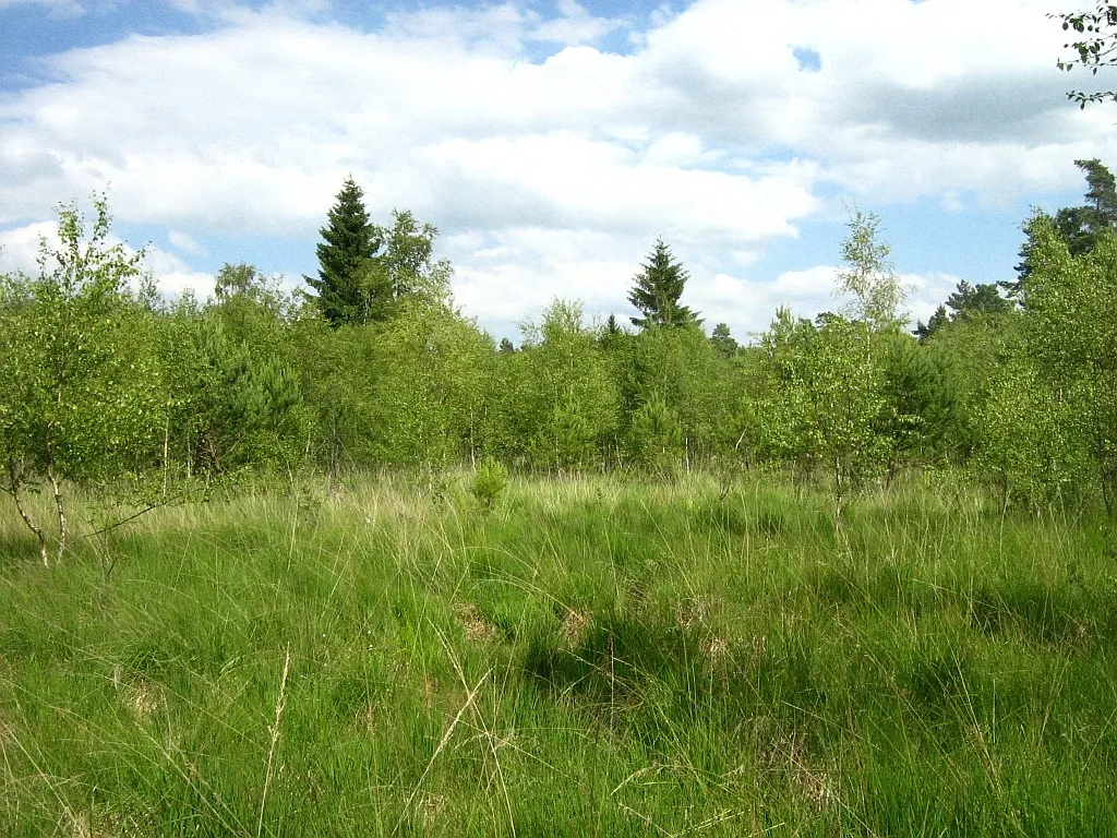 Großes Moor bei Dänschenburg