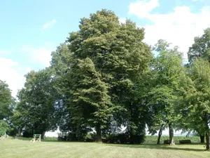 10 Winterlinden Wallfahrtskirche Letzenberg