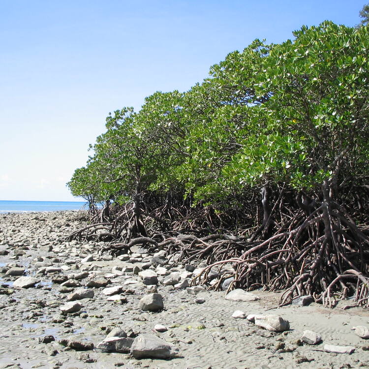 Wet Tropics of Queensland