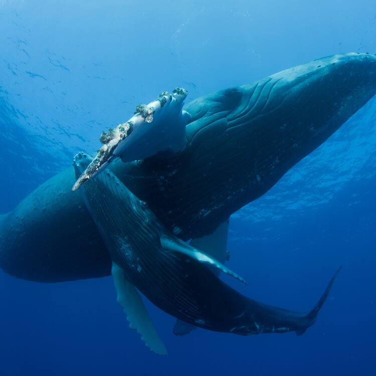 Archipiélago de Revillagigedo
