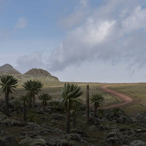 Bale Mountains National Park