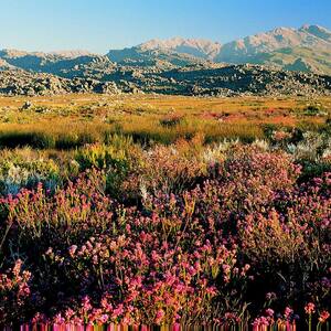 Cape Floral Region Protected Areas