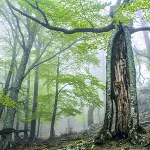 Ancient and Primeval Beech Forests of the Carpathians and Other Regions of Europe